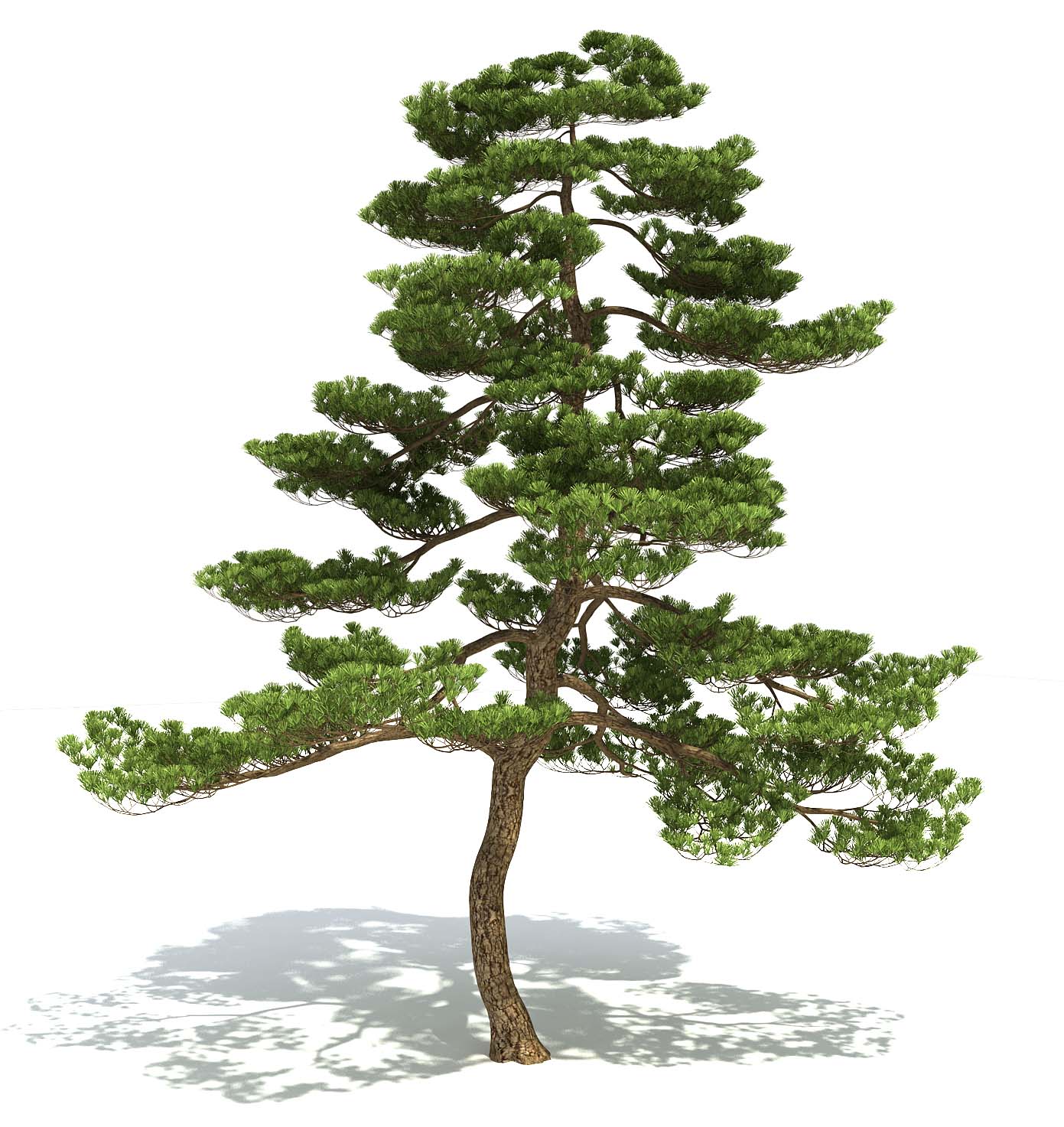 Tree 3d Model Vray Download